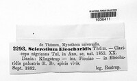 Sclerotium eleocharidis image